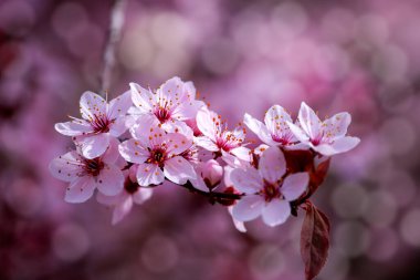Kapalı pembe kiraz çiçekleri Bokehs bahar zamanı