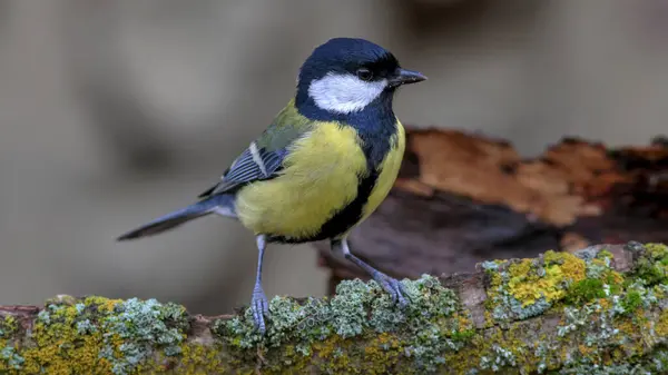 Great tit bird on a branch in nature