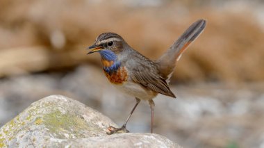 Bluethroat kuşu kayaya tünedi.