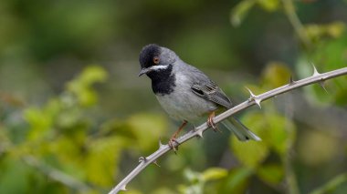 Rppell 'in Warbler kuşu dala tünemiş.                
