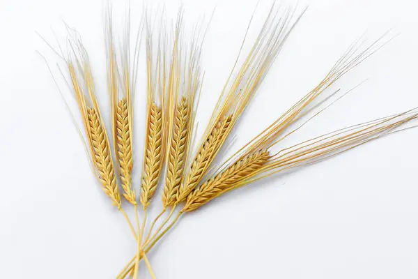 Beyaz arkaplanda yalıtılmış buğday kulakları