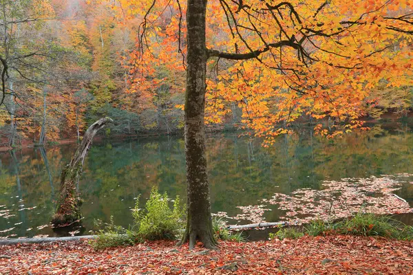 Yedigoller - Bolu hindisinin dünkü milli park manzarası
