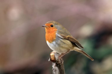 Şirin bülbül dalında