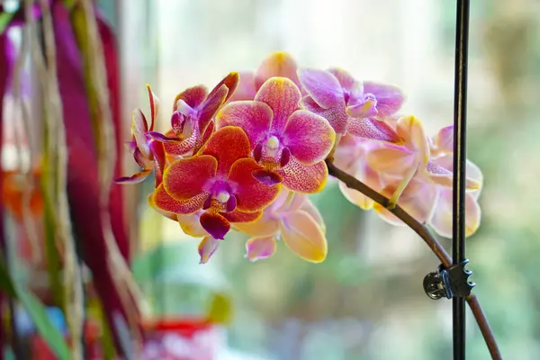 Pencere kenarındaki pembe orkideler - orkide iei                     