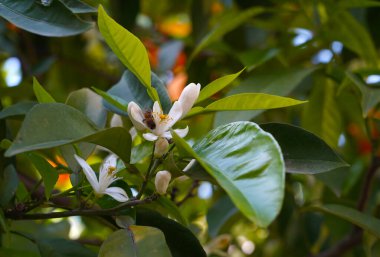 Portakal ağacında portakallar                               