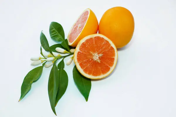 Beyaz arkaplanda yaprakları ve çiçekli greyfurt                          