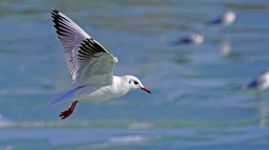 Martı denizin üzerinde uçuyor.   