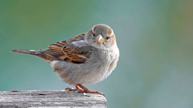 Doğadaki bir kayanın üzerindeki sevimli serçe.                       