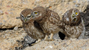 Küçük Baykuş kayanın üstünde
