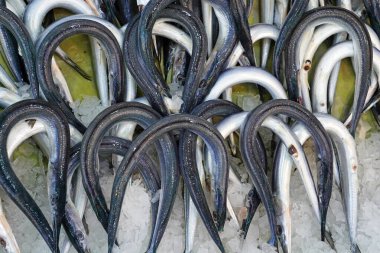  Balıkçı dükkanında (iğneli balık olarak da bilinir) süs balıkları. Türkçe adı Zargana                              