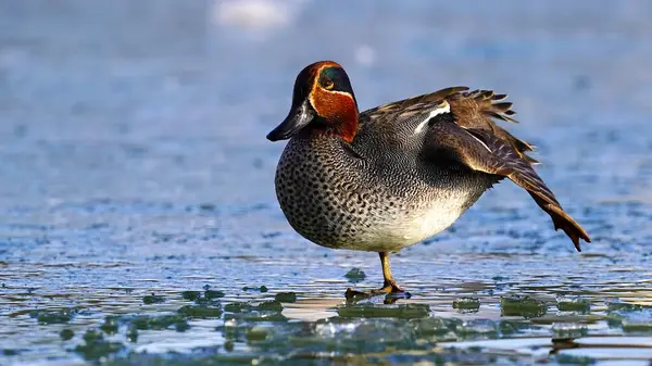 Avrasyalı Teal, Amurcun rdek gölünde yüzüyor.