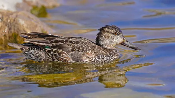 Vahşi yaşam konseptinde kuşlar ve hayvanlar. İnanılmaz yaban ördeği - Kuzeyli kürekçi gölde ya da nehirde mavi suyla yüzer