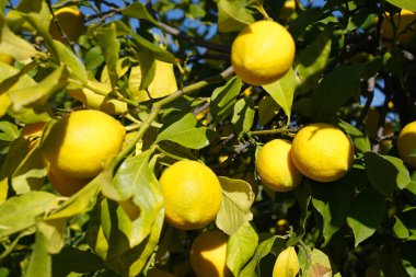  Limon tarlasında limonlar ağaçta                           
