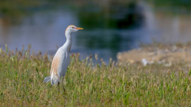 Batılı Sığır Egret çimlerde