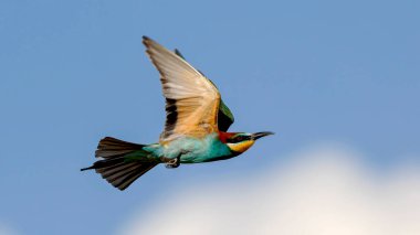 Arı yiyen kuş gökyüzünde uçuyor