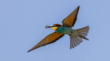 Arı yiyen kuş gökyüzünde uçuyor