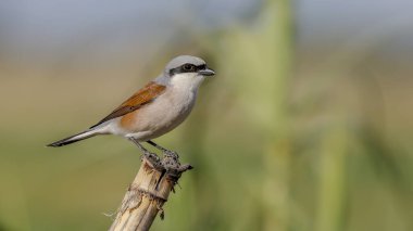 Kırmızı sırtlı Shrike kuşu bir dala tünedi.
