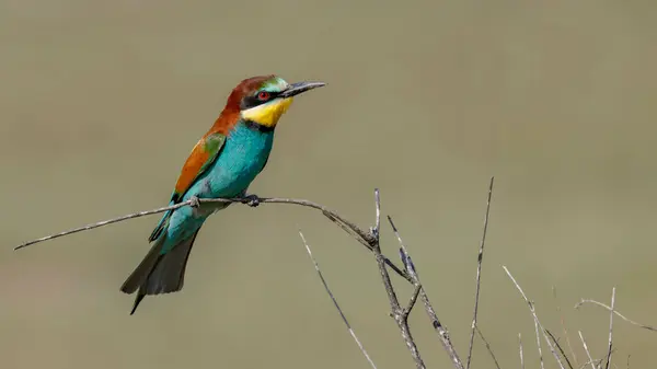 Arı yiyen kuş dala tünedi.