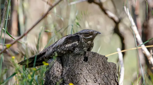 Avrupa 'nın Gece Kavanozu çimlere tünedi