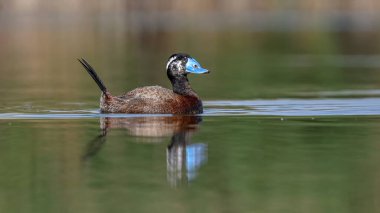  Beyaz başlı ördek su kuşu gölde yüzüyor.