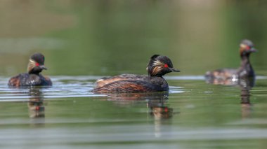 Siyah boyunlu Grebe su kuşları gölde yüzüyor