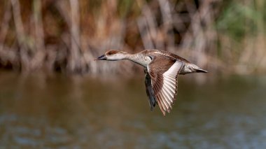 Kırmızı ibikli Pochard kuşu gölün üzerinde uçuyor.