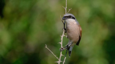 Kırmızı sırtlı Shrike kuşu dala tünedi.