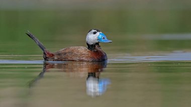  Beyaz başlı ördek su kuşu gölde yüzüyor.