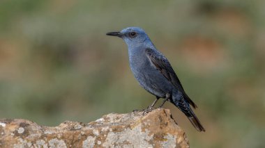 Mavi Kaya İğneli Erkek kuş kayanın üzerinde