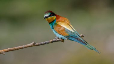 Avrupa arısı yiyicisi bir dala tünemiş