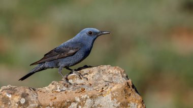 Mavi Kaya İğneli Erkek kuş kayanın üzerinde