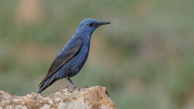 Mavi Kaya İğneli Erkek kuş kayanın üzerinde