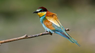 Avrupa arısı yiyicisi bir dala tünemiş