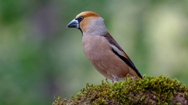 ispinoz kuşu yosunlu bir dala tünedi.