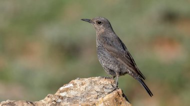 Gkard - Mavi Kaya Ardıç kuşu bir kayaya tünedi