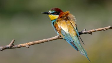 Arı yiyen kuş dala tünedi.