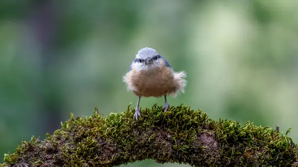 Avrasya Nuthatch kuşu yosunlu bir dala tünemiş.