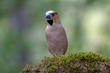 ispinoz kuşu yosunlu bir dala tünedi.