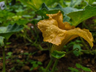 Parlak sarı Balkabağı Çiçeği Yaprakların üzerindeki çiğ damlalarıyla kapat