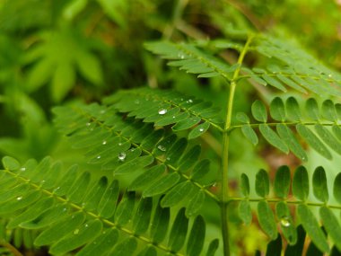 Yakından çekilen bir çiy damlası canlı yeşil bir yaprağa nazikçe yapışır ve güzelliğini gösterir. Görüntü, sabah çiğ tanesinin karmaşık detaylarını ve tazeliğini vurgular.
