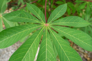 Canlı Yeşil Cassava Yaprakları 'nın Yakın Çekimi Doğal Işık Altında, Entrika Damar Şablonları ve Dokularını Yakından Çekiyor - Canlı Cassava Yaprakları