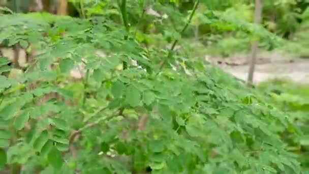 Зеленые Листья Моринги Спокойным Ветерком — стоковое видео