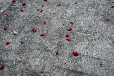 Dağınık Güzellik: Gri Beton Üzerinde Kırmızı Yapraklar - Beton Yolu Adorning Parlak Kırmızı Yapraklar