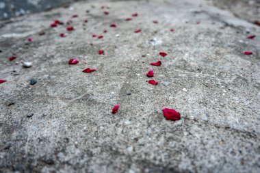 Dağınık Güzellik: Gri Beton Üzerinde Kırmızı Yapraklar - Beton Yolu Adorning Parlak Kırmızı Yapraklar