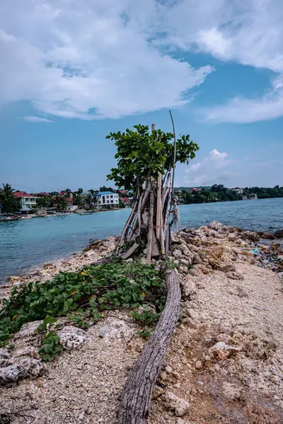 Sahilde ağaçların büyüdüğü sakin bir sahil manzarası - Sahil Dinginliği