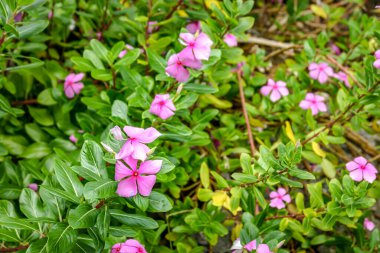 Çiçek açan Kataranthus Çiçeklerinin Güzelliği - Yeşil Yaprakların Ortasında Tapak Dara Çiçeklerinin Yakın Görüntüsü