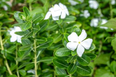 Çiçek açan Kataranthus Çiçeklerinin Güzelliği - Yeşil Yaprakların Ortasında Tapak Dara Çiçeklerinin Yakın Görüntüsü