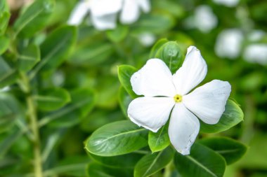 Çiçek açan Kataranthus Çiçeklerinin Güzelliği - Yeşil Yaprakların Ortasında Tapak Dara Çiçeklerinin Yakın Görüntüsü