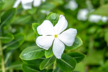 Çiçek açan Kataranthus Çiçeklerinin Güzelliği - Yeşil Yaprakların Ortasında Tapak Dara Çiçeklerinin Yakın Görüntüsü