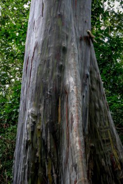 Yeşil çizgili belirgin bir renge sahip olan Leda ağacı önemli yağlar içerir - okaliptüs deglupta